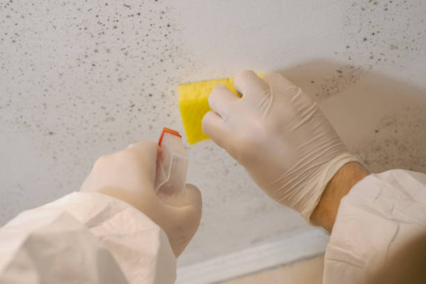 Best Mold Remediation for Healthcare Facilities  in Clark Mills, NY