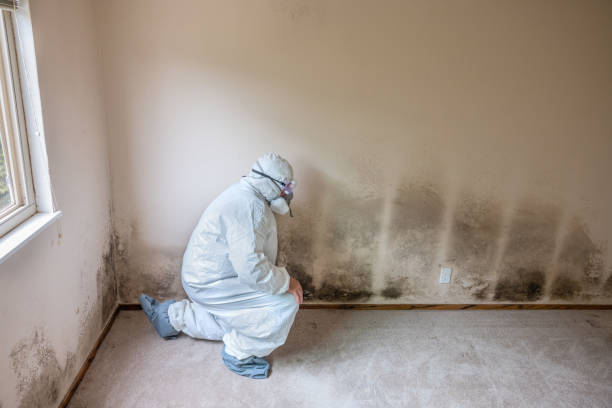 Biohazard Mold Removal in Clark Mills, NY