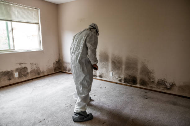Best Asbestos and Lead Testing During Mold Inspection  in Clark Mills, NY