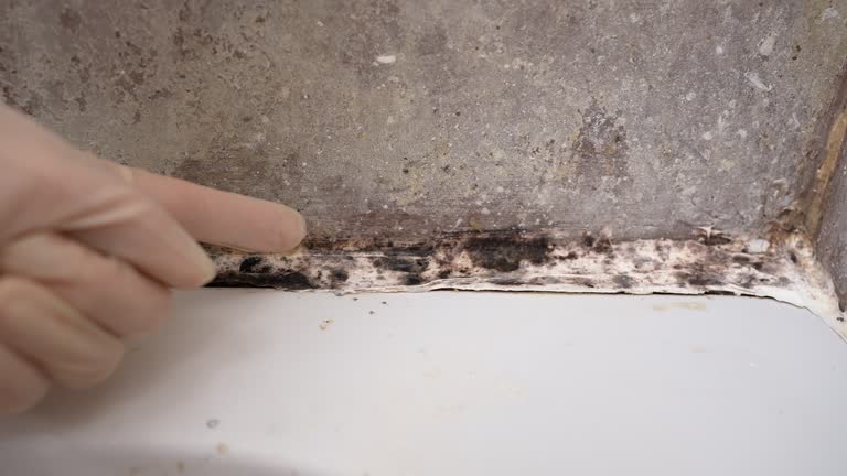 Best Mold-Related Health Consultation  in Clark Mills, NY