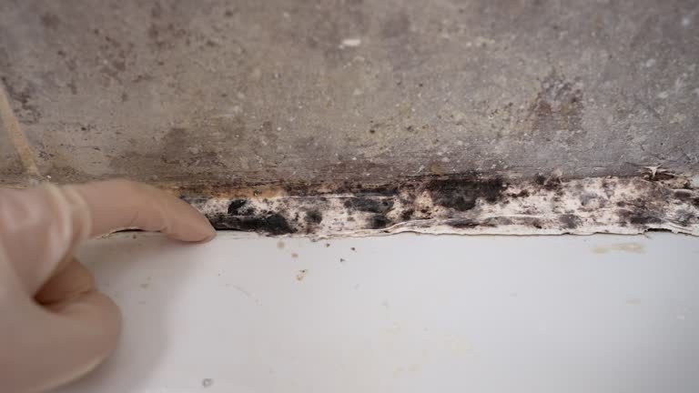 Best Commercial Mold Inspection  in Clark Mills, NY